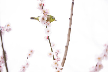 Plum blossoms and Japanese bush warblers. A Japanese bush warbler gathers nectar at a quick pace. Scenery of early season.
