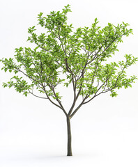 Obraz premium Isolated elderberry tree with rich green foliage on thin trunk