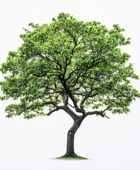 Obraz premium Lush green tree with broad canopy isolated on white background