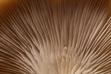Layered formation in soft beige tone of oyster mushroom cap