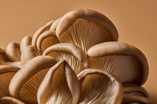 Bundle of oyster mushrooms with wavy earthy caps