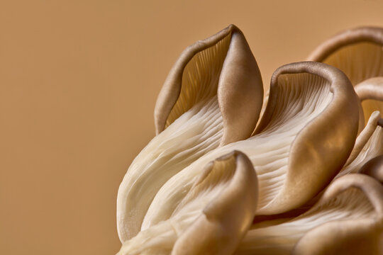 Close up of fresh oyster fungi mushroom with copy space