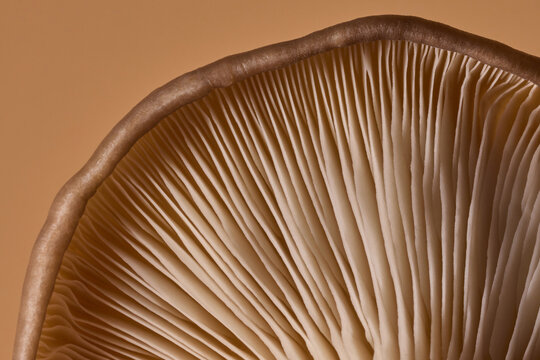 Close up of delicate oyster mushroom gills with parallel lines