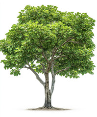 Obraz premium Isolated bodhi tree with bright green leaves on white background