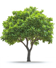 Obraz premium Isolated soursop tree with glossy green foliage on white background