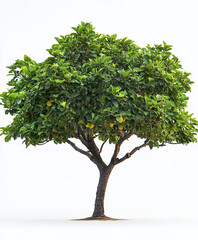 Fototapeta premium Lush guava tree with thick green foliage and sturdy trunk
