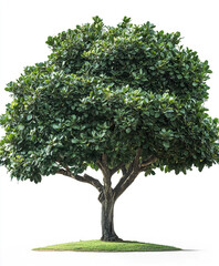Obraz premium Lush macadamia tree with deep green thick leaves on small grassy mound