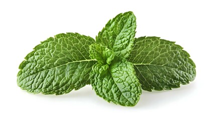 Fresh Mint Leaves isolated on white background
