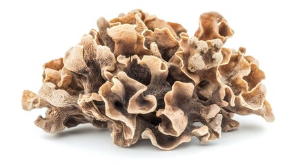 Sparassis crispa mushroom isolated on white background