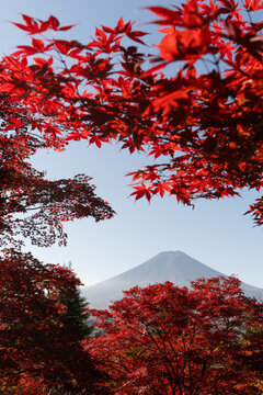 Mount Fuji framed by autumn leaves foliage