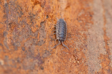 Woodlice. Are terrestrial isopods in the suborder Oniscidea. Their name is derived from being often found in old wood,