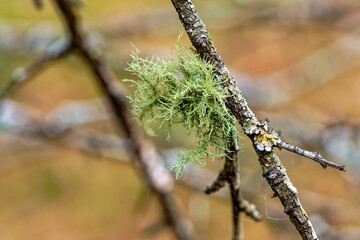 Usnea (Dolichousnea longissima, U. barbata and U. californica) is a species of lichens, which are a combination of fungus and algae that grow together on host trees found all over the world. 