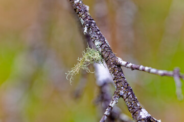 Usnea (Dolichousnea longissima, U. barbata and U. californica) is a species of lichens, which are a combination of fungus and algae that grow together on host trees found all over the world. 