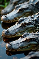 Obraz premium Close-up of several alligator snouts, eyes, and scales , wild, snout
