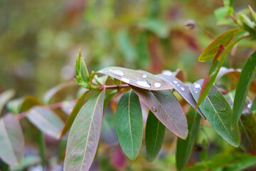 Morning dew collected on leaves on the boardwalk.