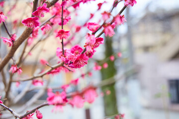 Pink plum blossoms blooming on a boardwalk in a residential area. Plum petals.