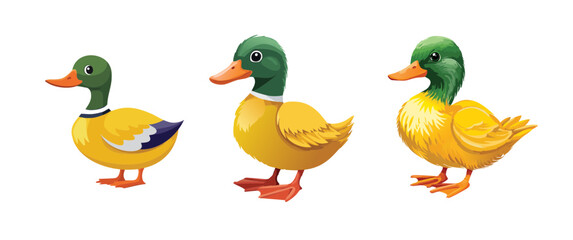 wild ducks on white background 野鴨