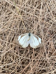 White butterfly on ground