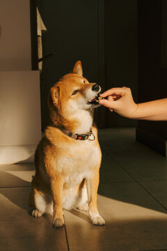 Faceless person feeding adorable dog