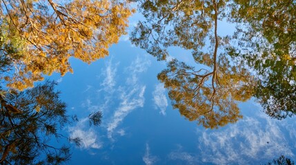 Obraz premium Tall, lush trees with vibrant green leaves stand majestically around a serene pond, their reflections shimmering on the calm water's surface, creating a picturesque woodland scene.