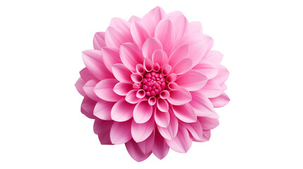 Pink Dahlia Flower Blossom Close Up Photography isolated on transparent background
