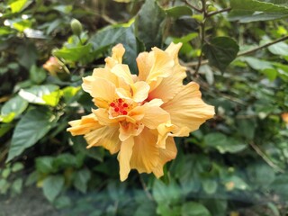 a beautiful tropical hibiscus flower