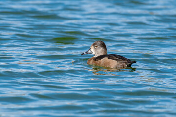 Pato en el lago.