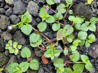 grass growing on gravel