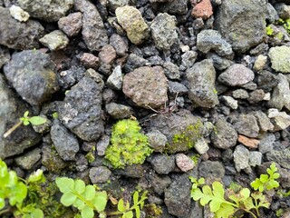 grass growing on gravel
