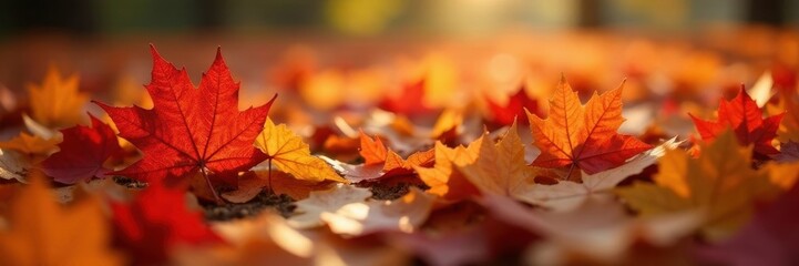 Close-up view of fallen maple leaves, rich colors, foliage, high resolution, image