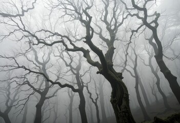 Obraz premium Eerie Foggy Forest with Gnarled Trees in Mysterious Atmosphere