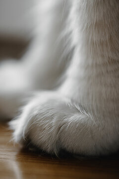 Close up photo of white cat's paw