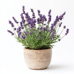 Naklejka premium Blooming Lavender Plant in a Decorative Pot Showcasing Purple Flowers