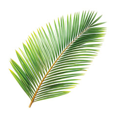 Obraz premium Fresh Green Coconut or Palm Leaves with Slender Shape, PNG file for mock-up.