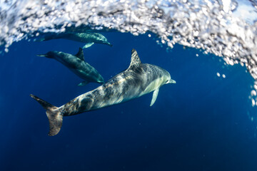 Fototapeta premium A pod of dolphins swimming in clear blue waters off the coast of Port Stephens, Australia.