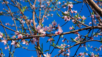Ornamental cherry blossom are blooming with showy flowers. There are some type of colors such as white and light pink. It is said that it is Japan native species. Some produce small cherries in summer