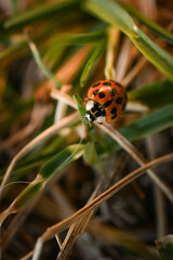 Lady Bug climbing through grass