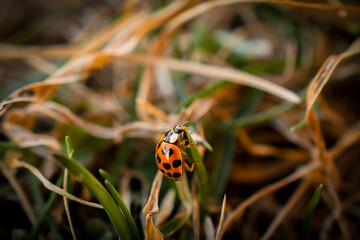 Lady Bug climbing through grass
