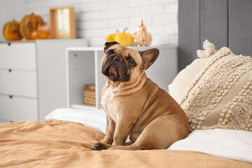 Cute French bulldog sitting on bed in bedroom with autumn decorations