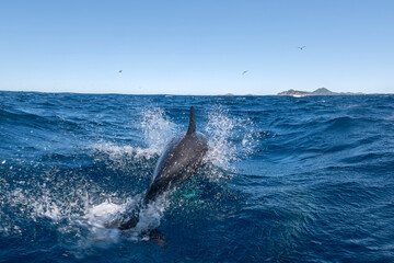 Fototapeta premium A pod of dolphins swimming in clear blue waters off the coast of Port Stephens, Australia.