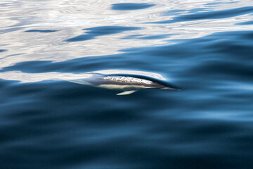 Obraz premium A pod of dolphins swimming in clear blue waters off the coast of Port Stephens, Australia.