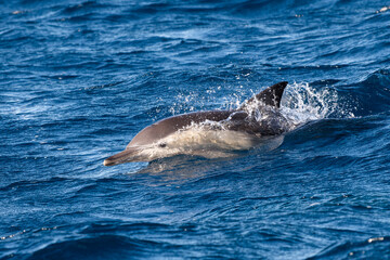 Naklejka premium A pod of dolphins swimming in clear blue waters off the coast of Port Stephens, Australia.