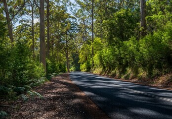Vasse highway near beedelup tall trees. 