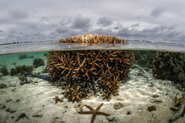 Over-under images showcasing diverse coral formations in the shallow waters of Heron Island, Australia, highlighting the beauty and fragility of reef ecosystems.