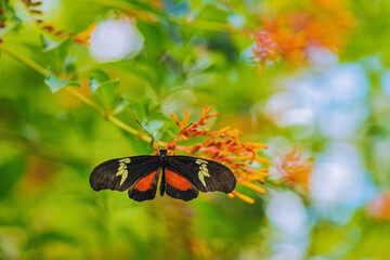 The Hortense Butterfly, Heliconius Hortense. The adults feed on pollens and live up to 6 months. Females usually lay yellow eggs singly on shoots of various host plants, Bras&iacute;lia, Brazil, 2020