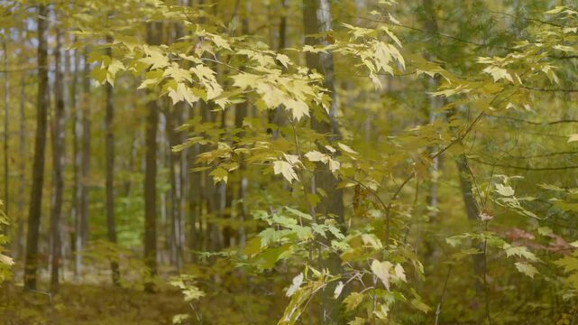 forest leaves in autumn