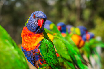 Rainbow lorikeets at a tourist park in sapphire, Queensland, Australia. 