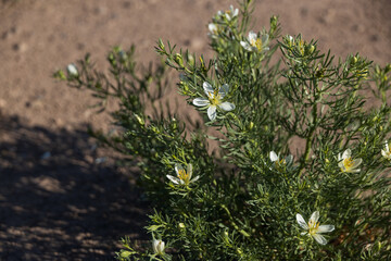 White flowering bush with White Sands National Park in background, New Mexico