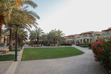 palm tree in the park