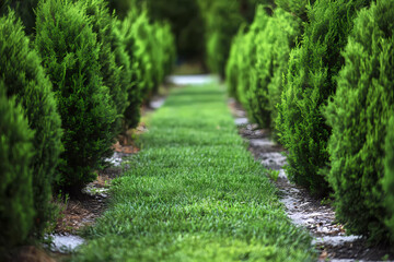 Garden path bordered by evergreen shrubs exudes timeless charm, guiding visitors along a serene retreat